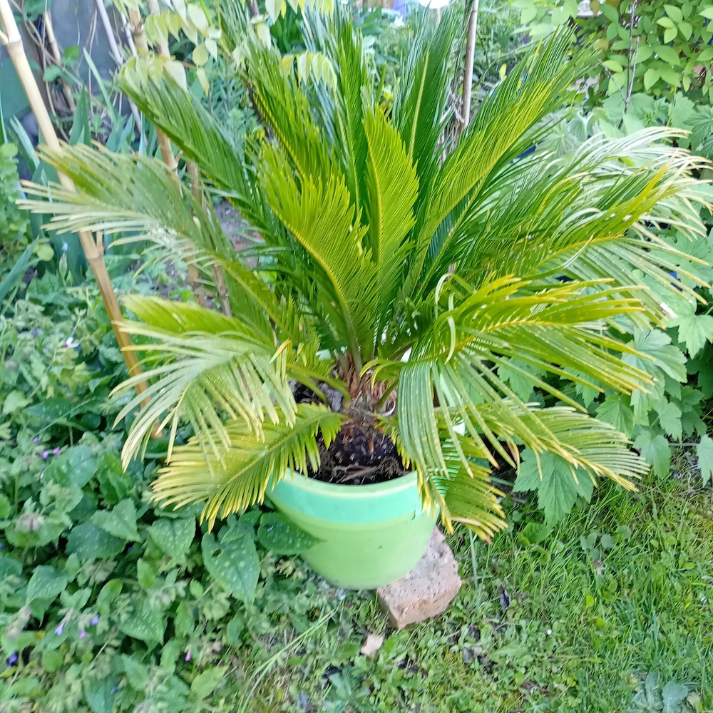 Japanischer Palmfarn (Cycas revoluta)