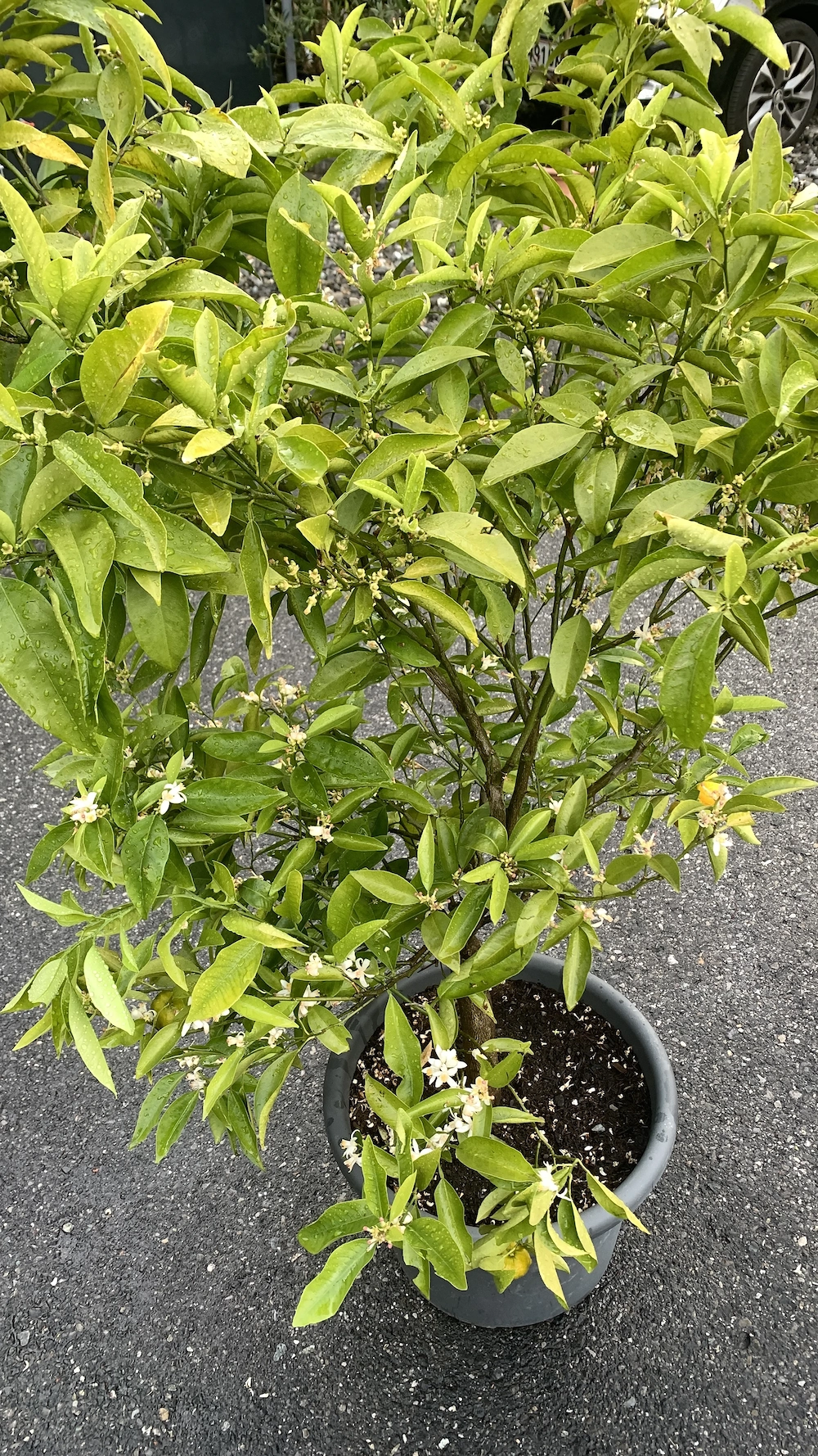 Citrus Pflanze 