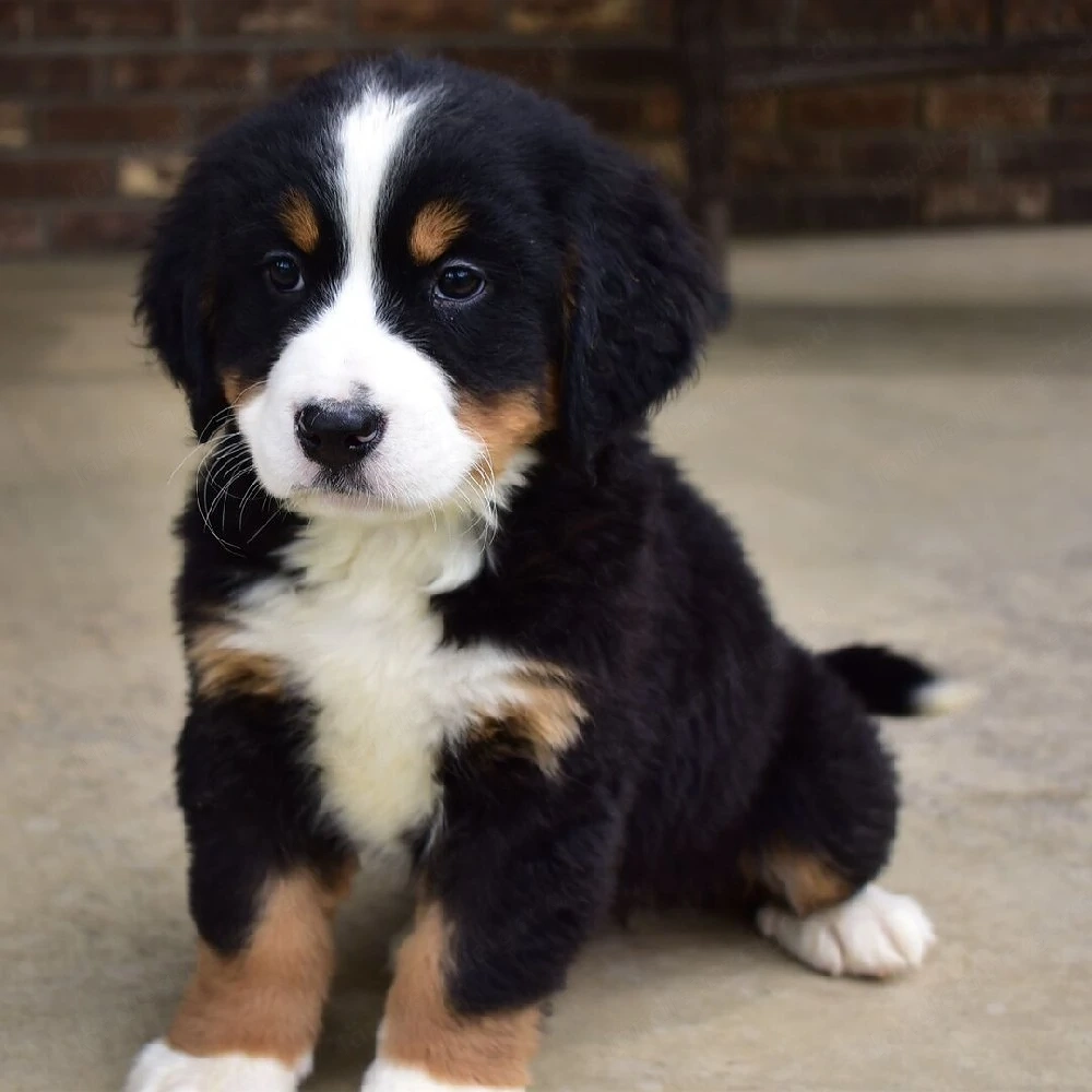 Wunderschöne Berner Sennenhundwelpen suchen ein liebevolles Zuhause     