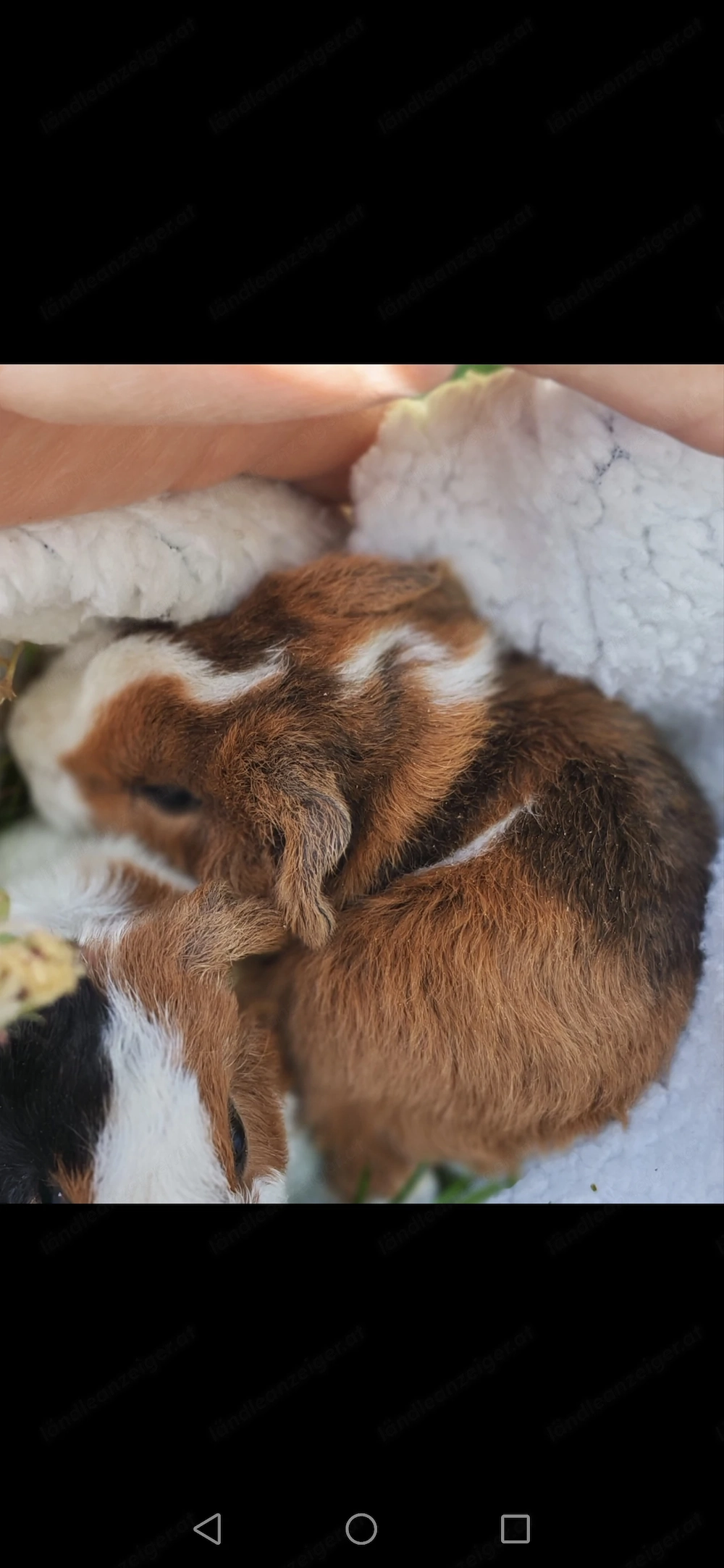 Meerschweinchen Bubies