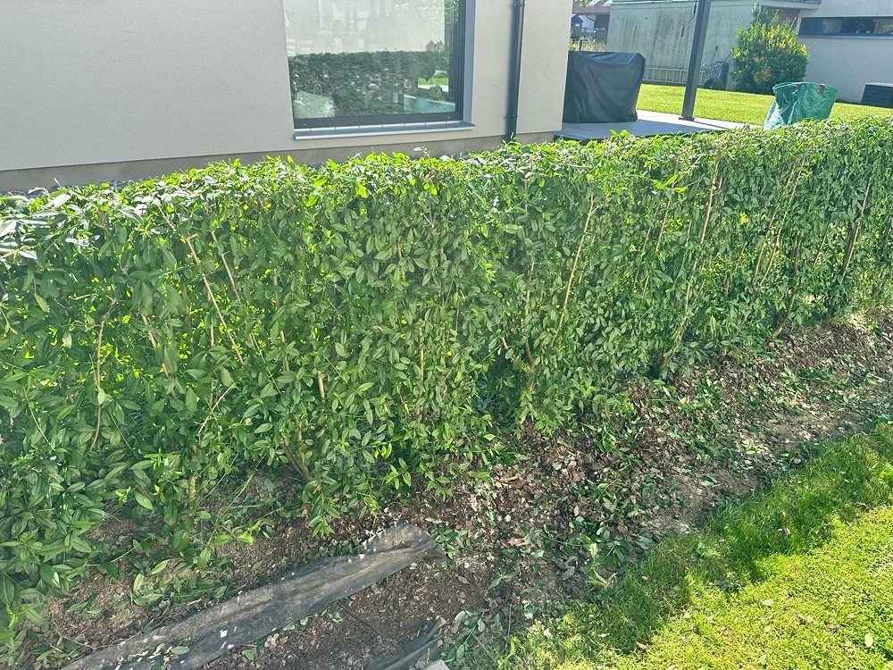 Hecke zu verkaufen!