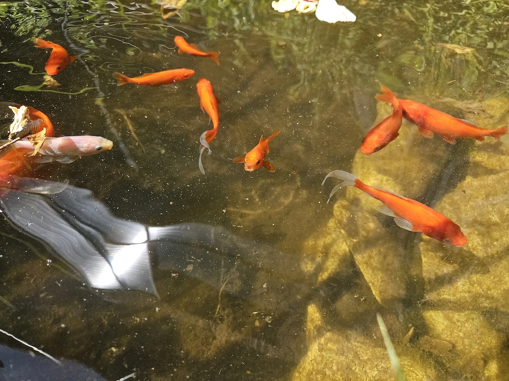 Ca. 35 Goldfische zu verschenken 