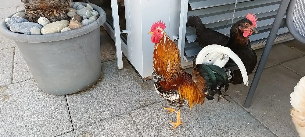 Hahn zu verschenken 