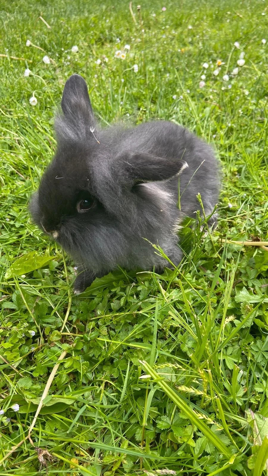 Zwergkaninchen