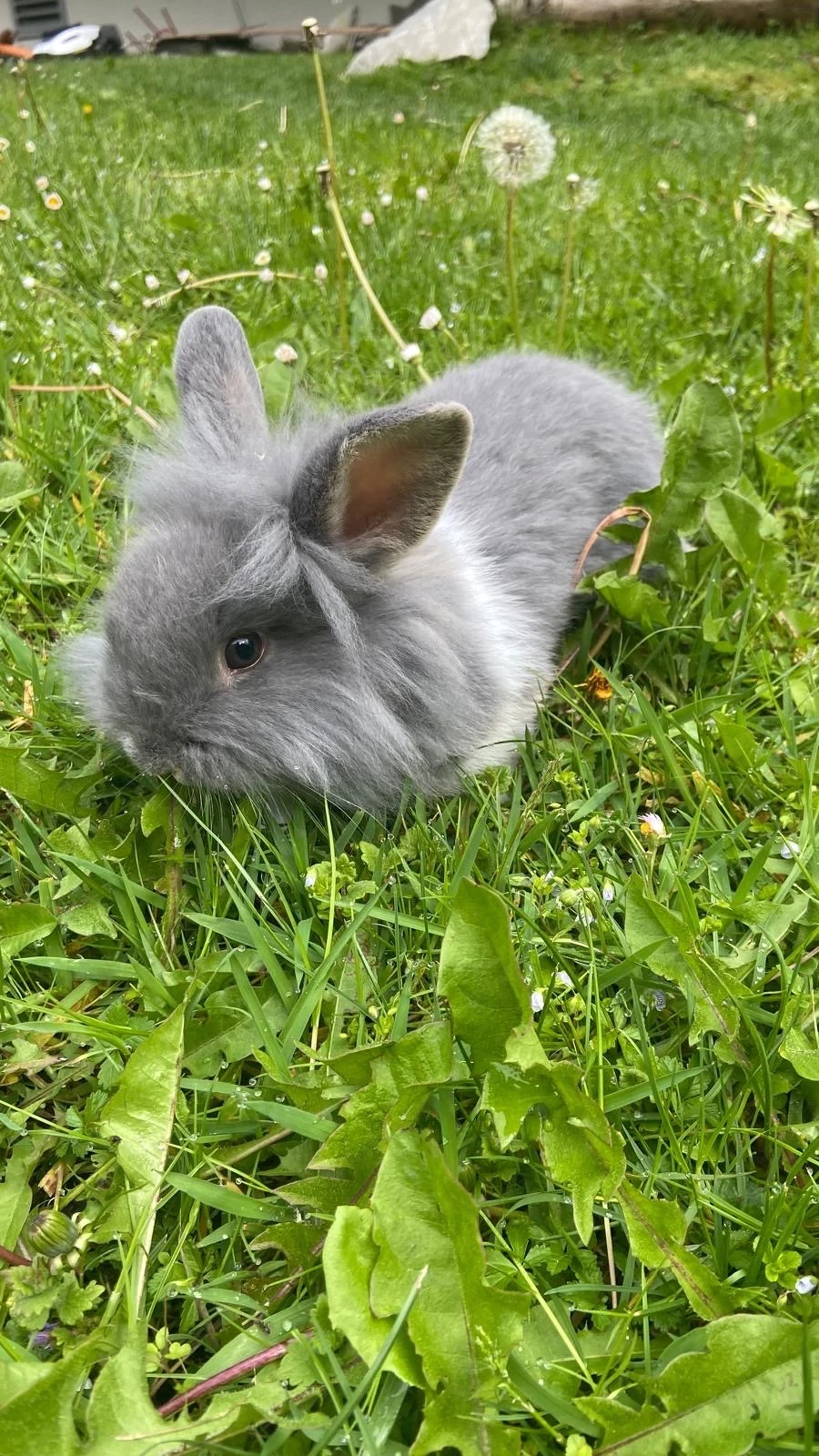 Zwergkaninchen