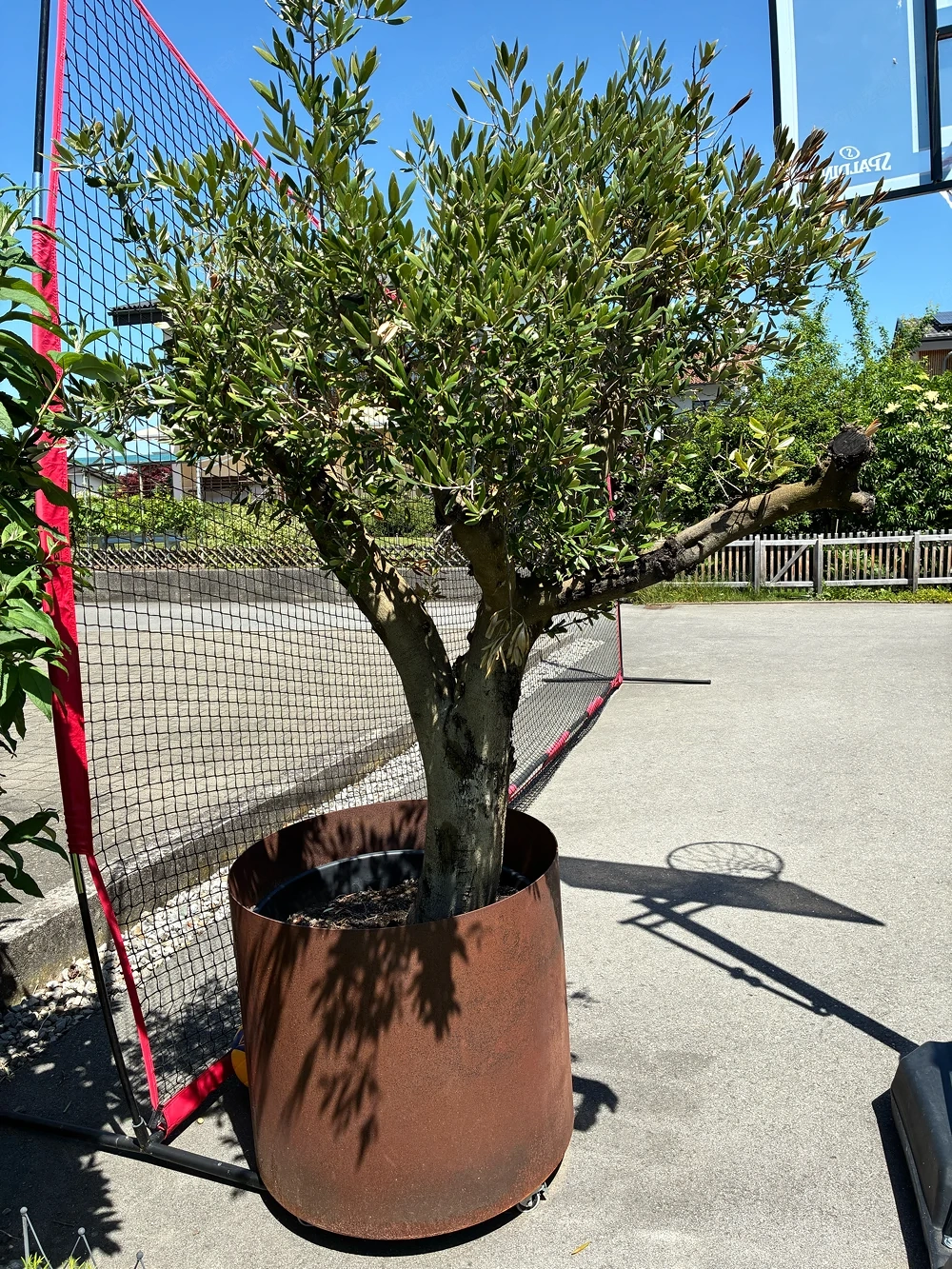 olivenbaum ohne übertopf