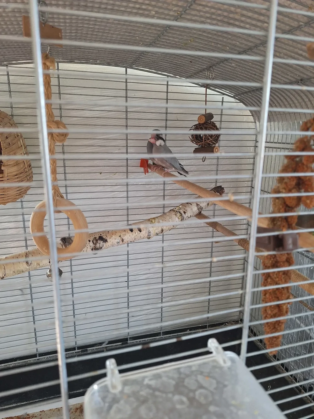 Reisfinkenpärchen