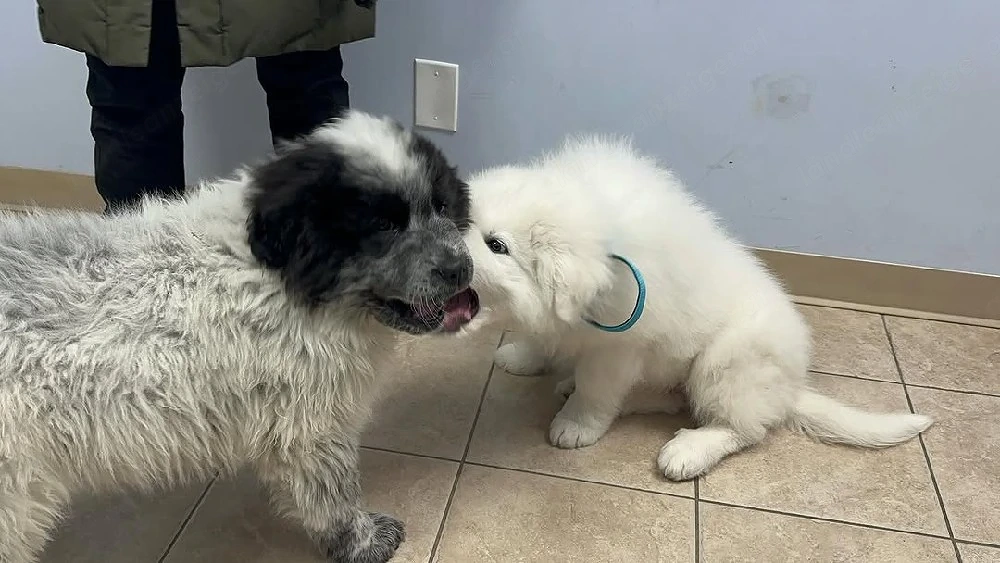 Great Pyrenees 