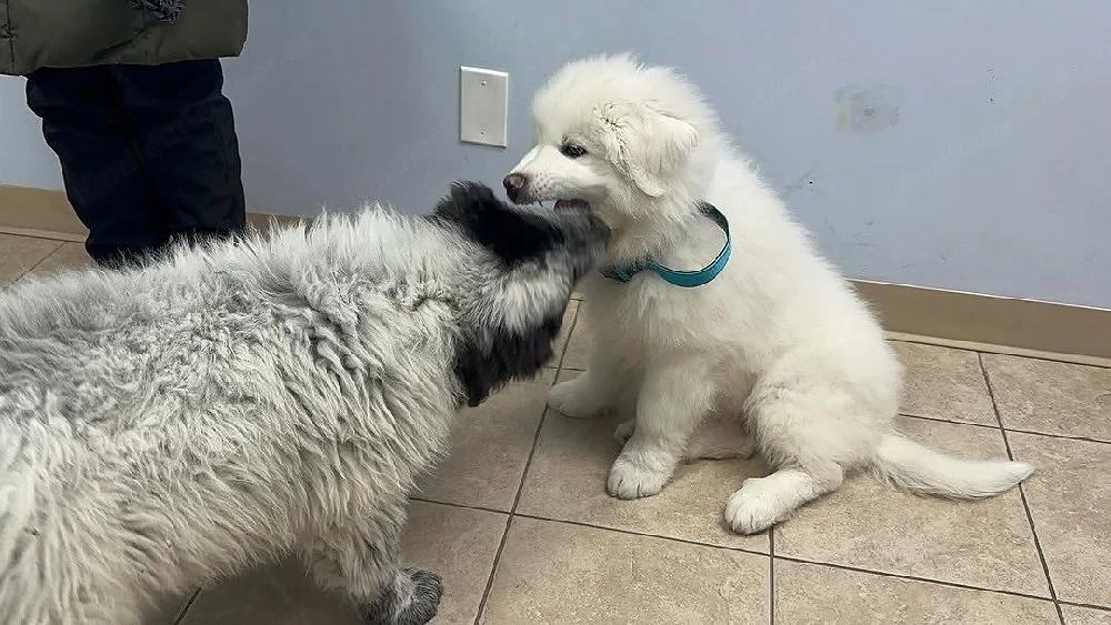 Great Pyrenees 