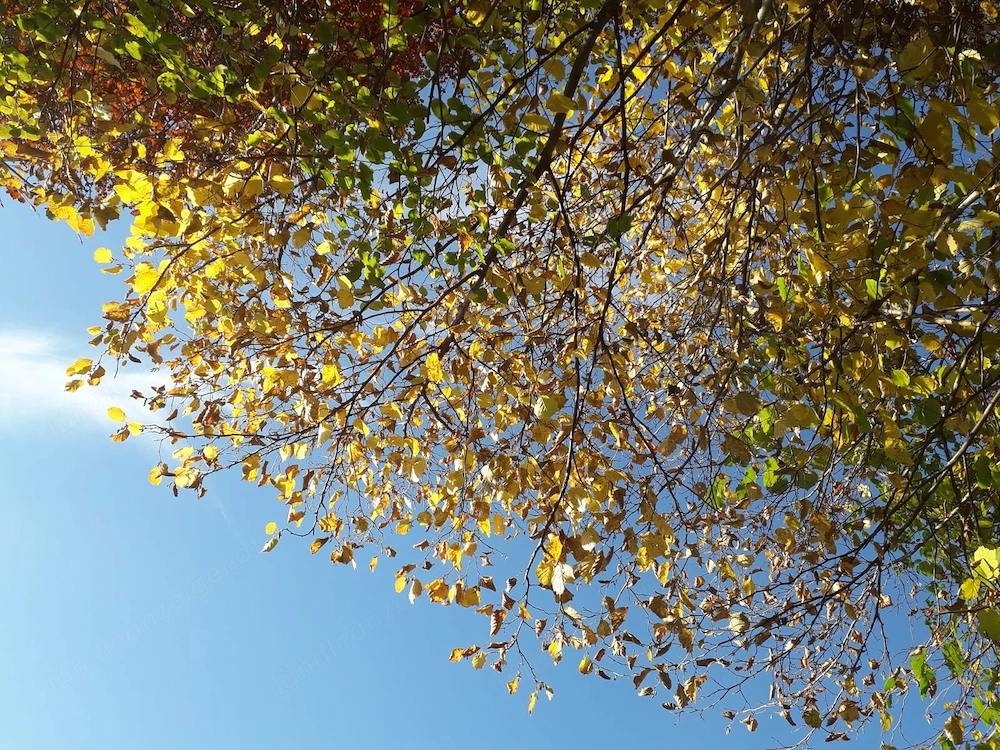gartenhilfe, entrümpelungshilfe, maler