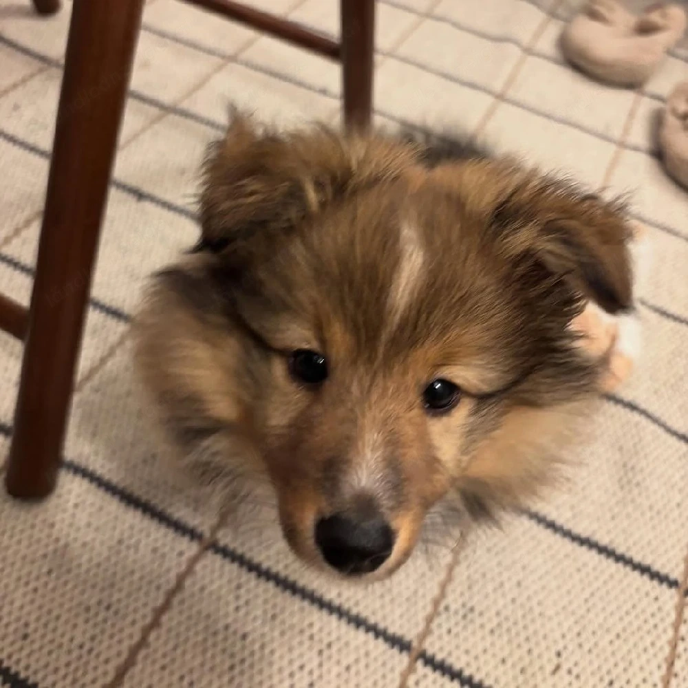 Shetland Sheepdog Welpe