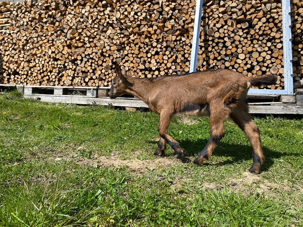 Ziegenbock zu verkaufen