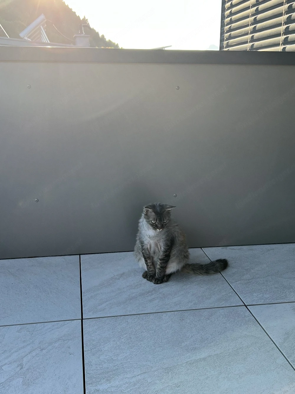 Schmusekater Igor sucht ein liebevolles zu Hause 