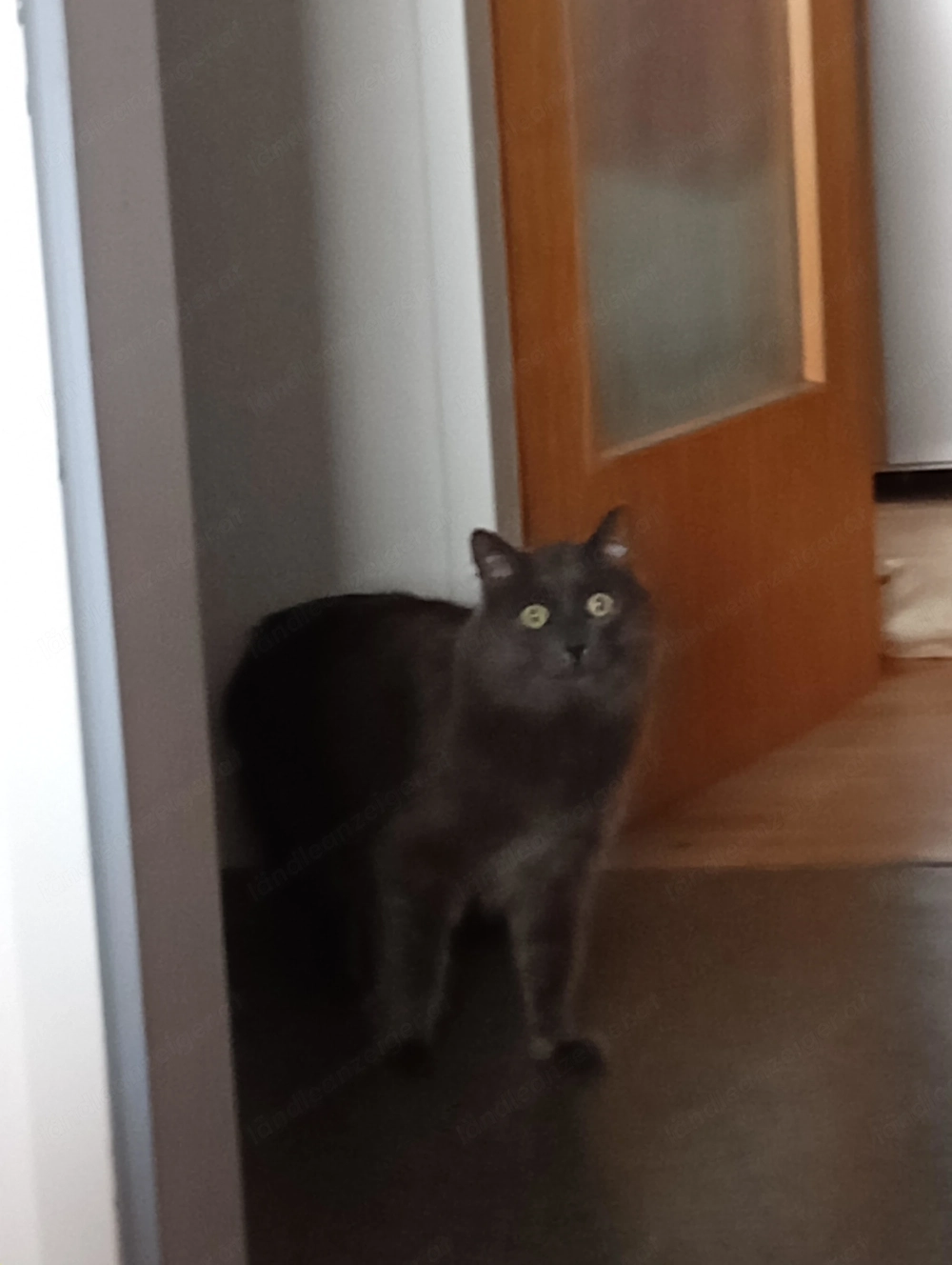 Silbergrauer Kater vermisst