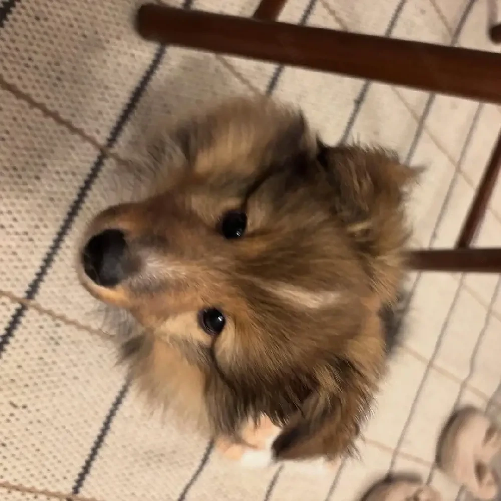Shetland Sheepdog Welpe
