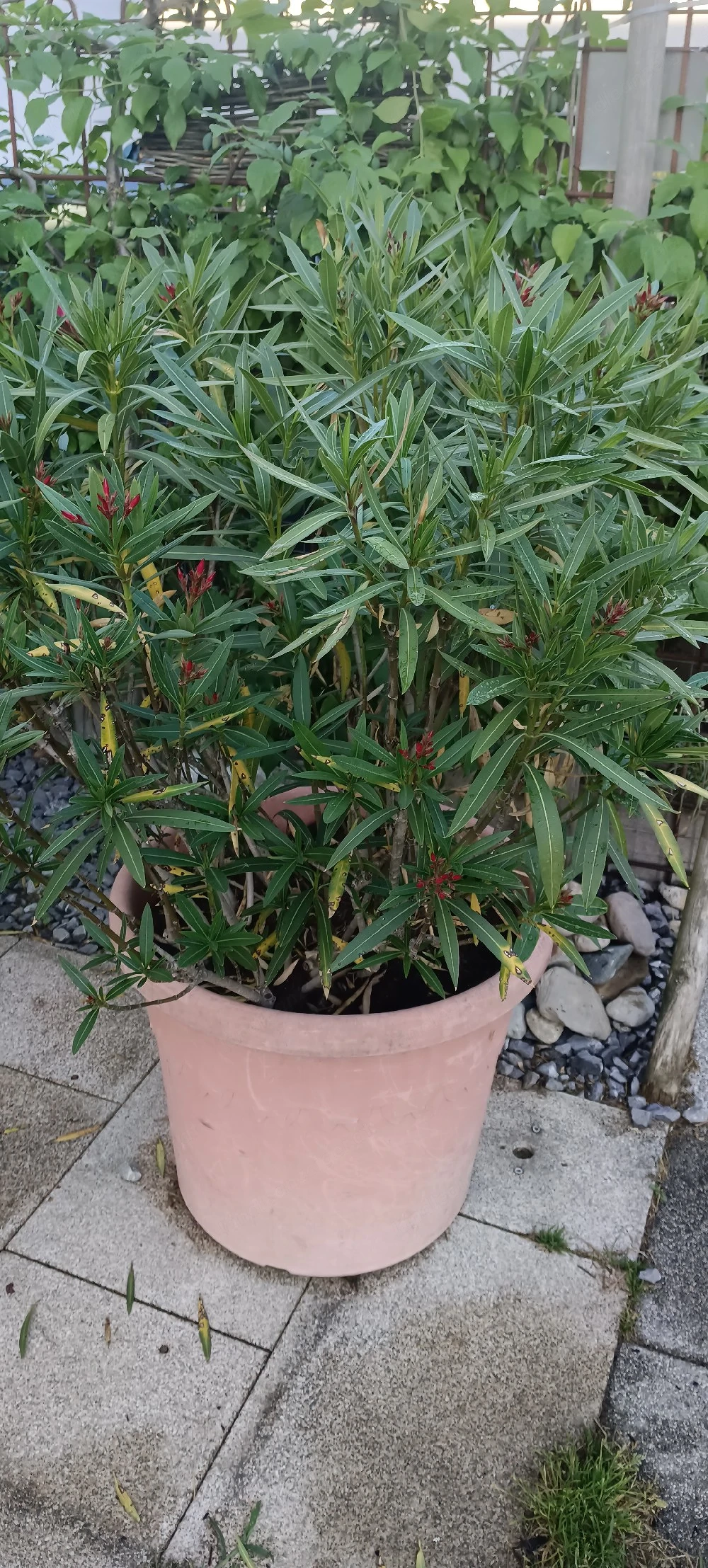 Zwei große Oleander 