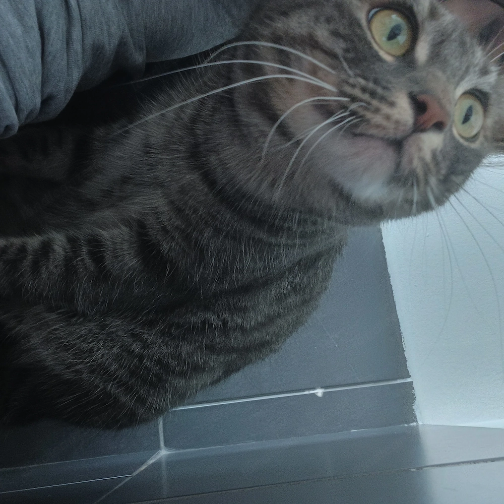 Hauskatze Jacky 