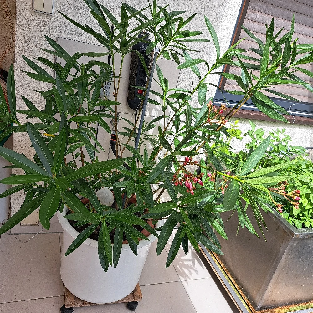 Blumentopf ohne Übertopf
