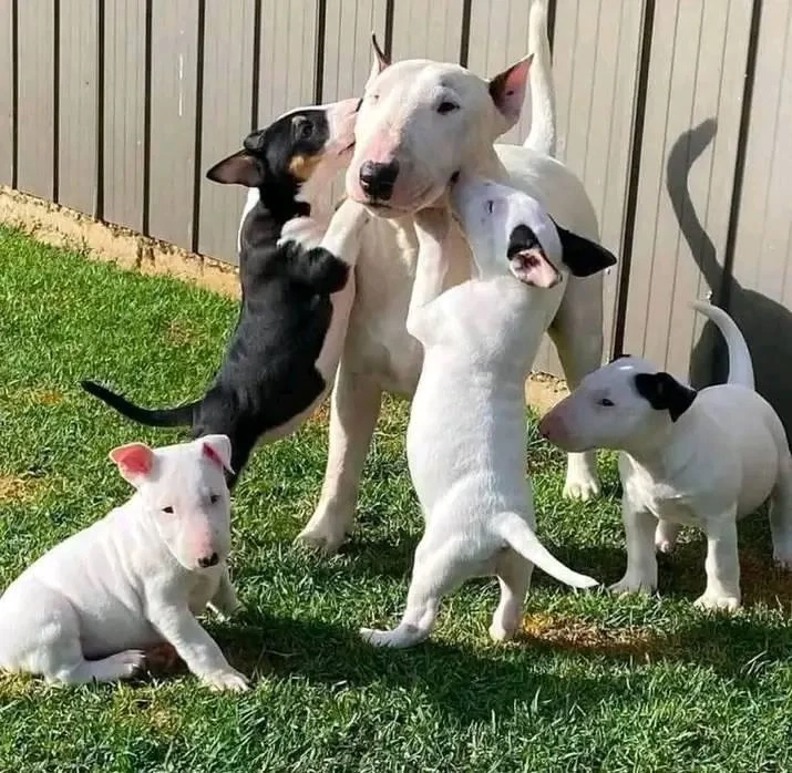 Miniature Bull Terrier Welpen mit FCI-Papieren warten darauf, Ihre Familie glücklicher zu machen.