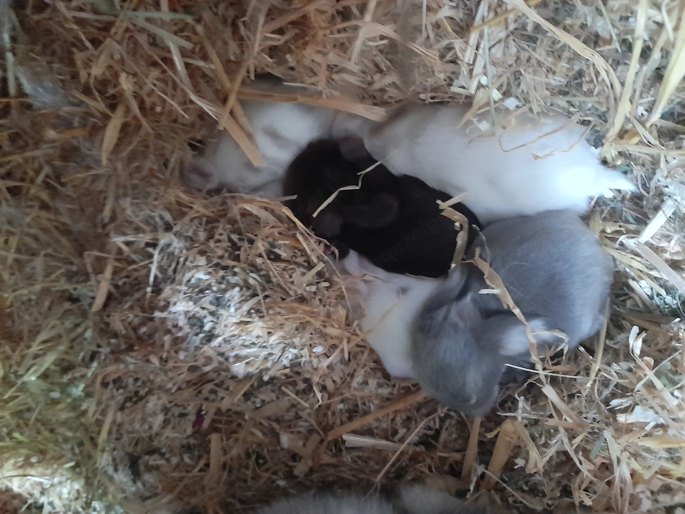 Minilop babys zu verkaufen 