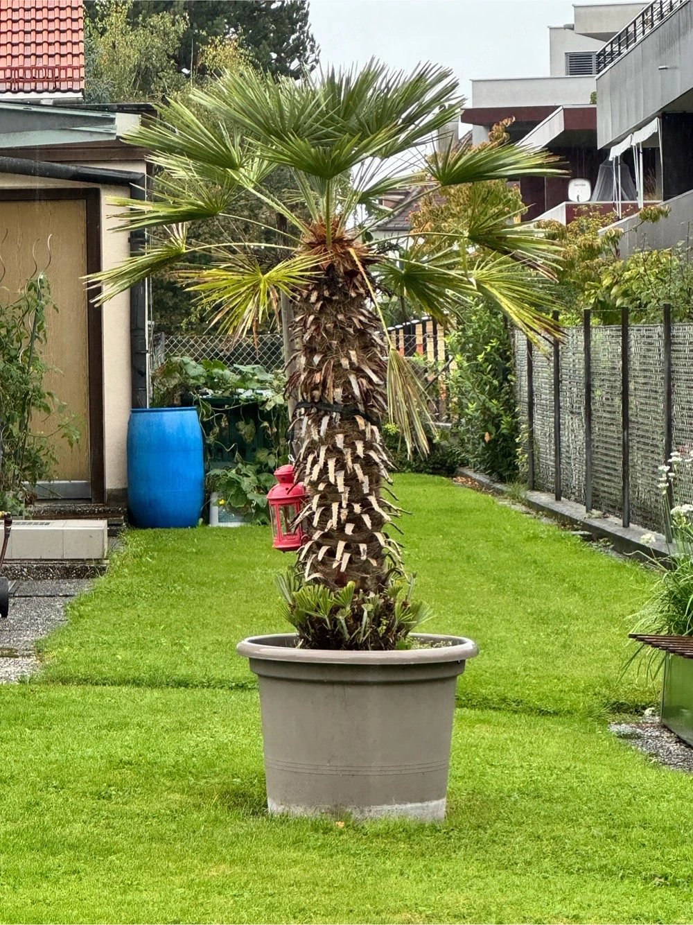palme abzugeben