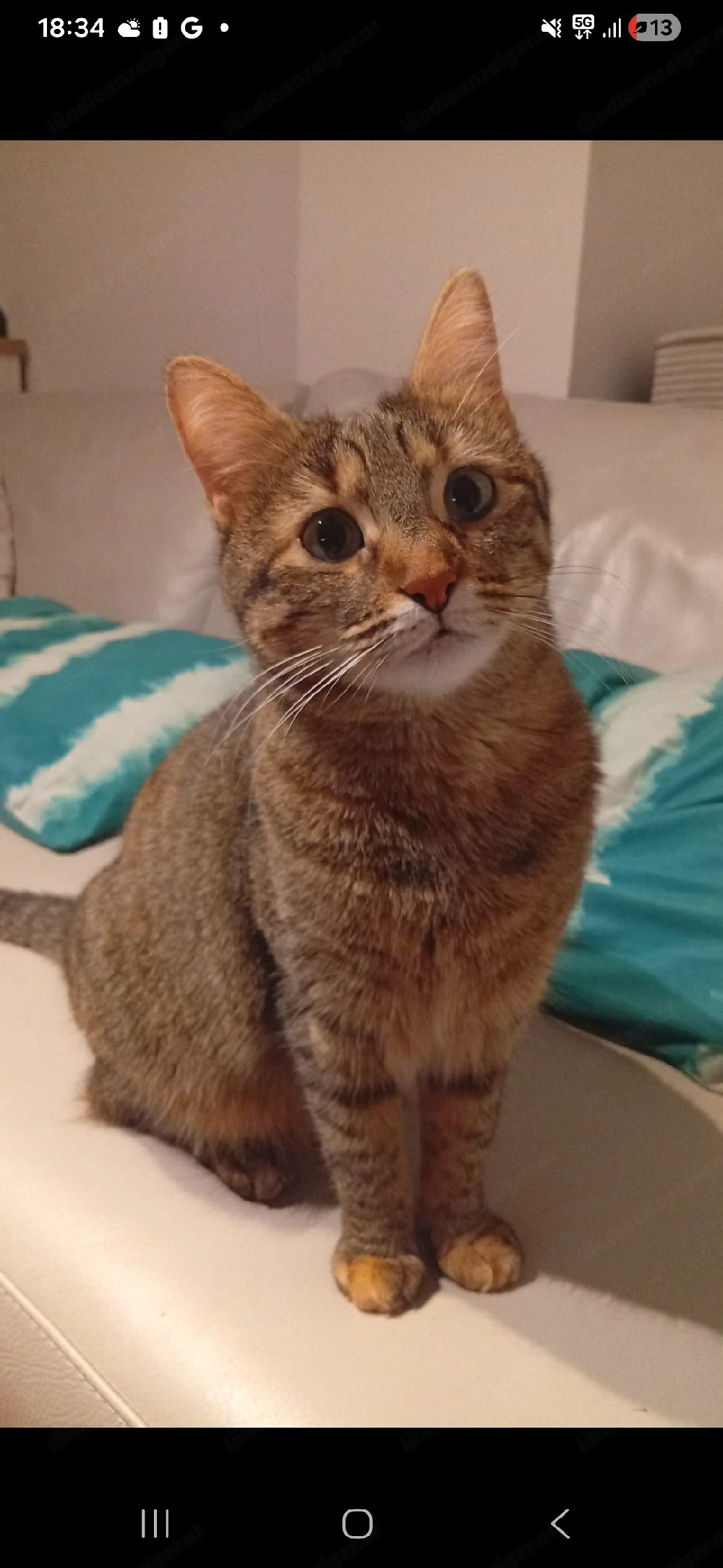    Übergangsplatz für meine Katze Sherie gesucht