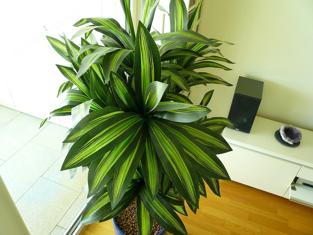 Wunderschöner künstlicher Drachenbaum mit Echtholzstamm, höhe 160cm, absolut Neuwertig! 