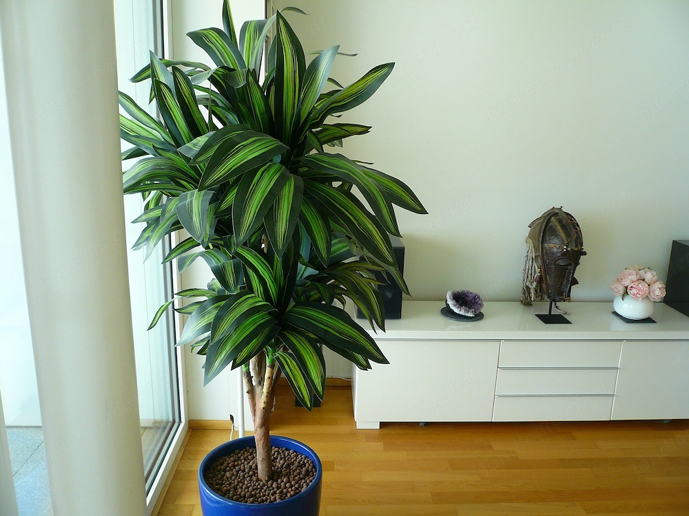Hochwertiger künstlicher Drachenbaum im blau glasierten Tontopf, höhe 160cm * Wunderschön *