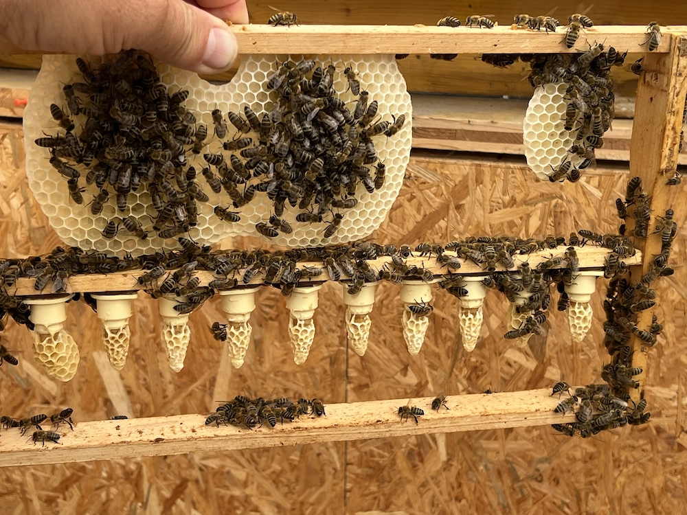 ACA Reinzucht-Bienenköniginnen Belegstellen begattet 05 2026