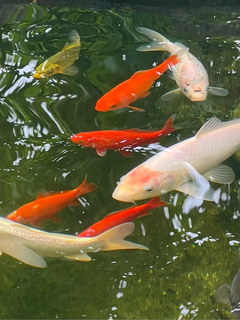 Goldfische zu verschenken