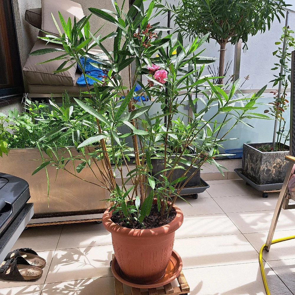 Blumentopf Oleander 1m20cm