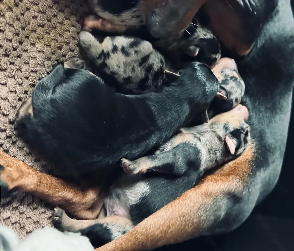 Hundewelpen