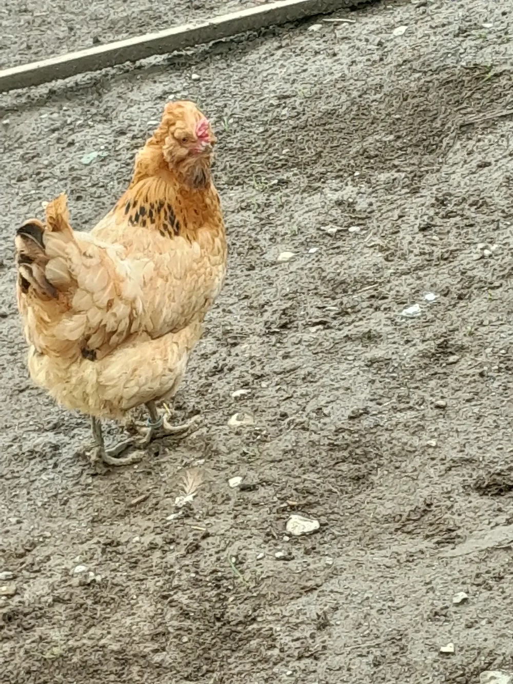 Gemischte Bruteier 