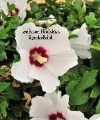 weissblühender Hibiskus 