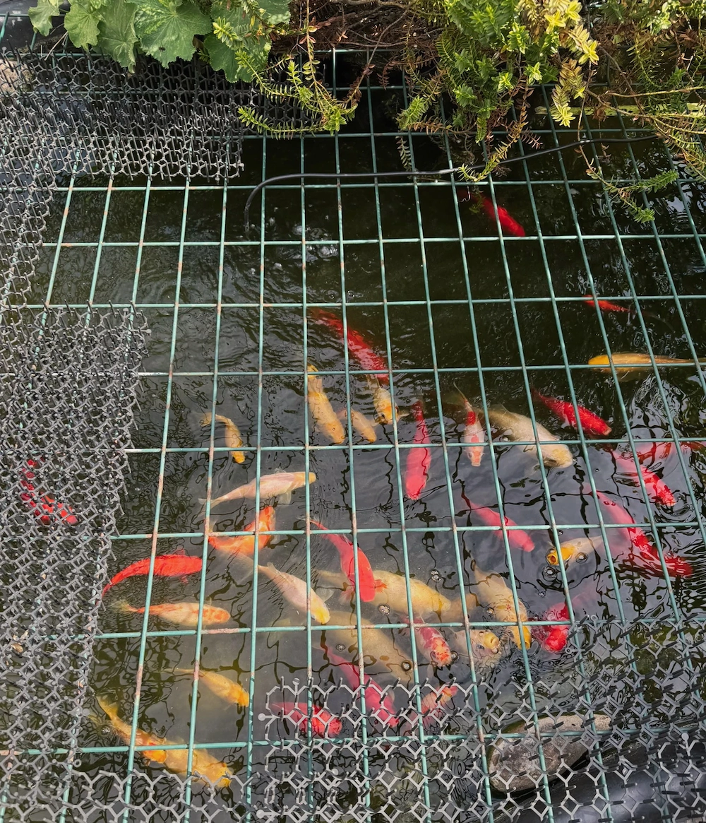 Goldfische für den Teich 
