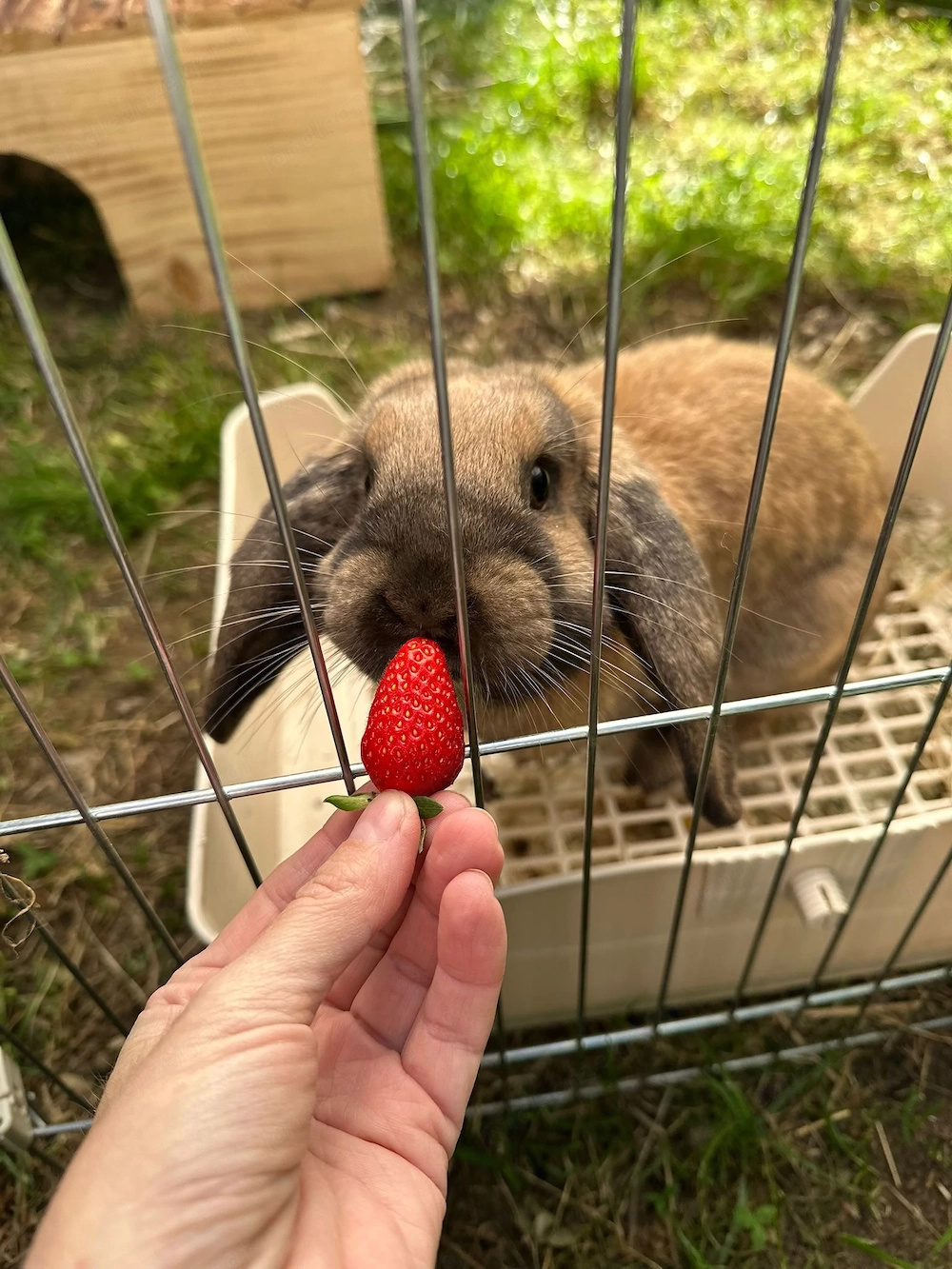 Zwergkaninchen zu verschenken 