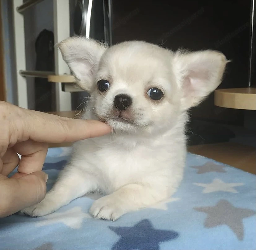 Süße Chihuahua Welpen abzugeben
