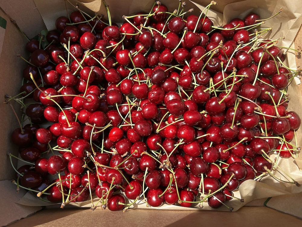 Frische Bio Kirschen