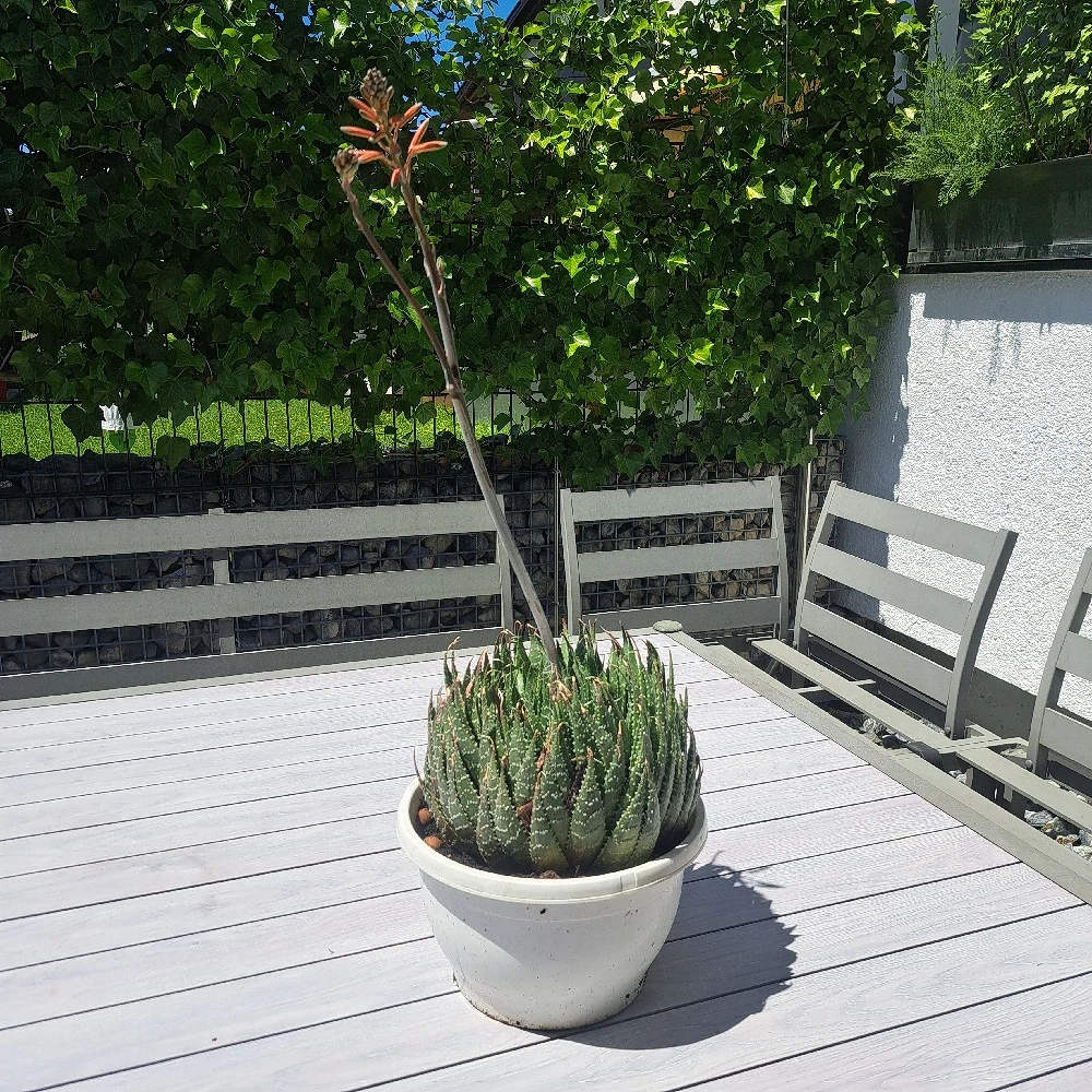Blumentopf 