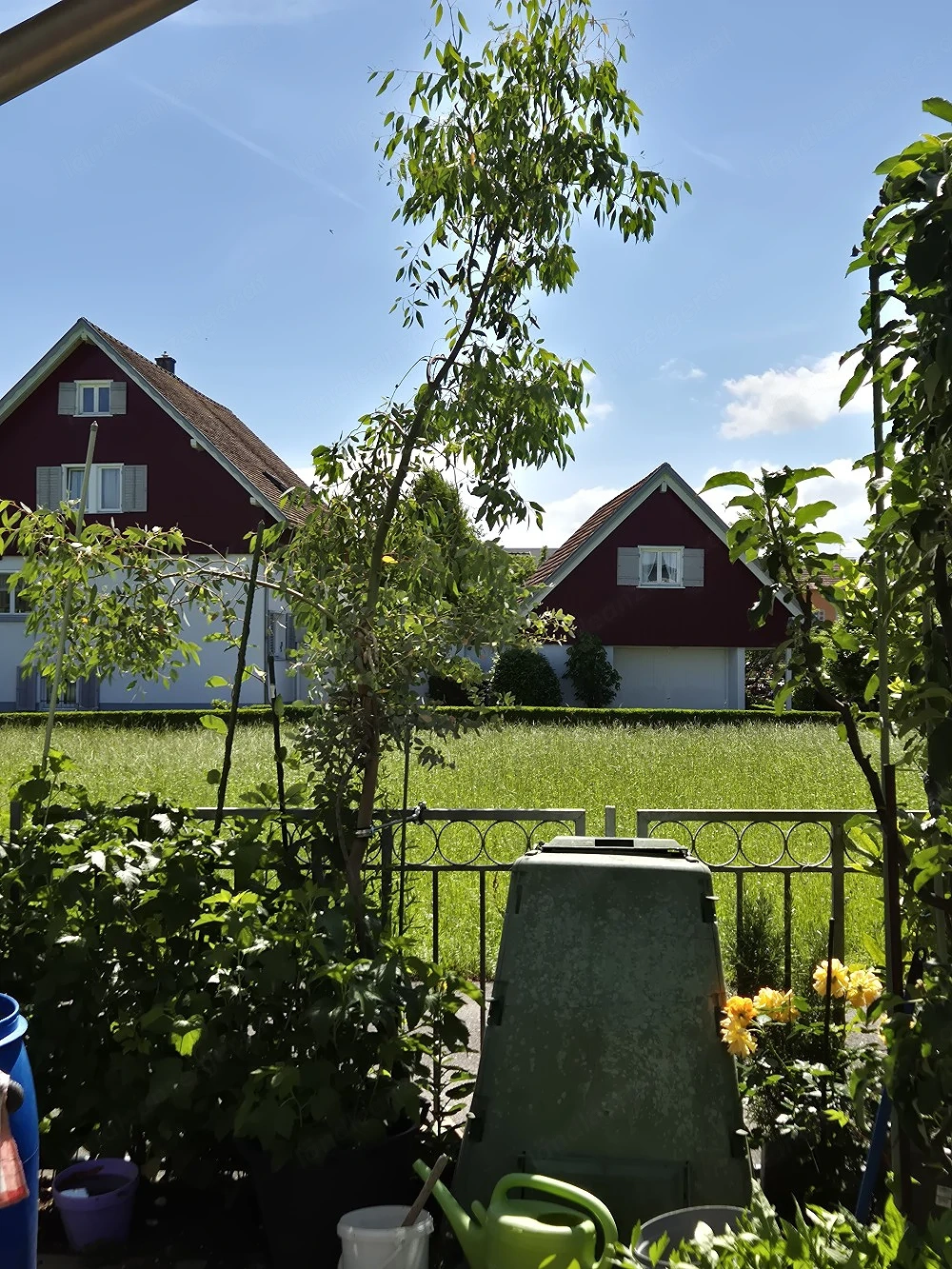 Eukalyptusbaum 