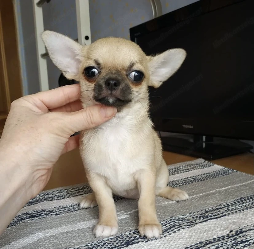Süße Chihuahua Welpen abzugeben