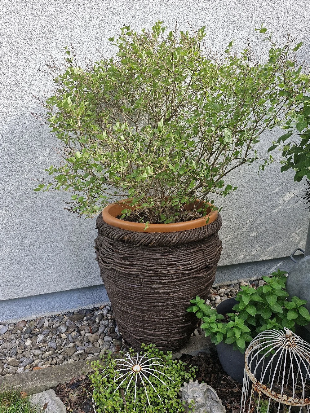 Flieder im Topf