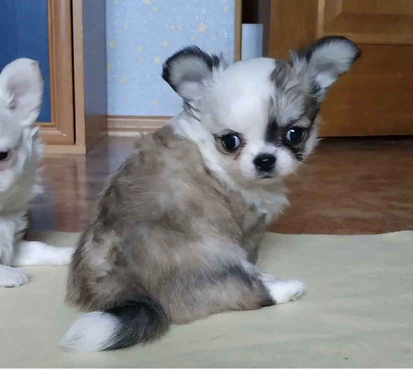 Süße Chihuahua Welpen abzugeben