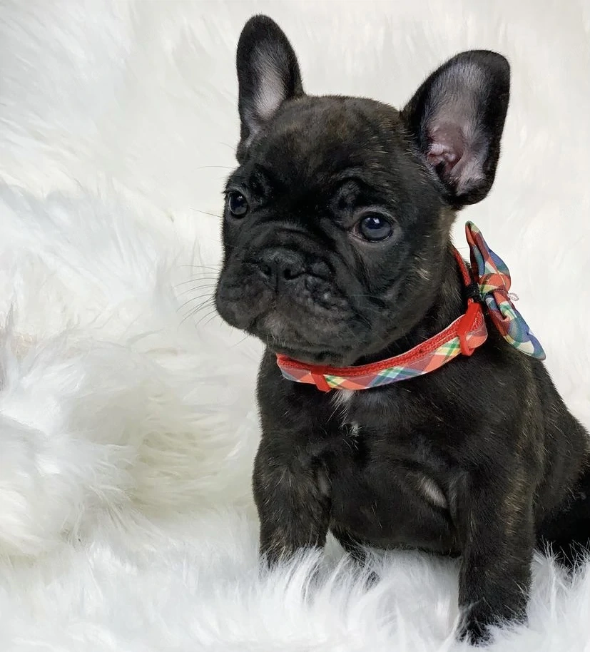 Französische Bulldogge-Welpen- mit Papieren