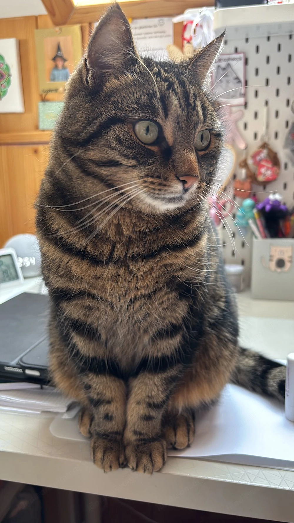 Unsere Katze Lilli vermisst in Langenegg 