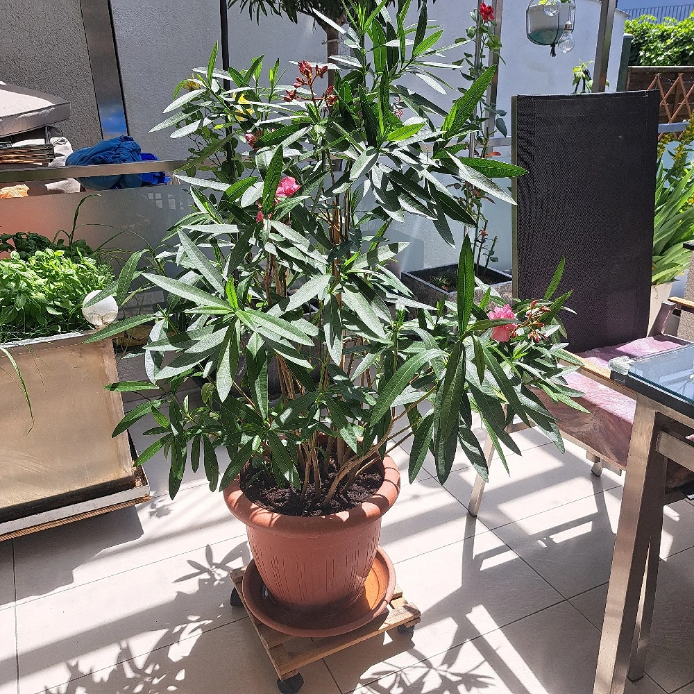 Blumentopf Oleander 