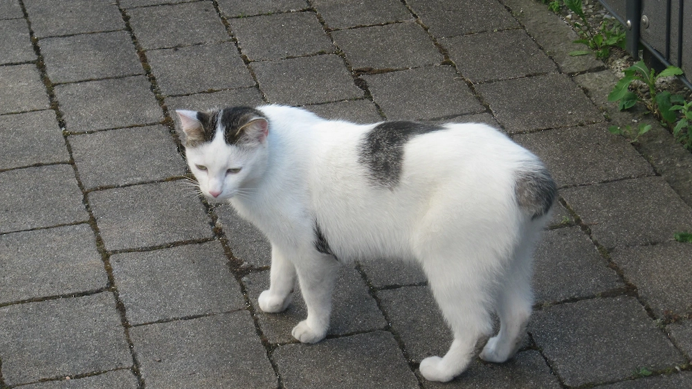 Katze vermisst in Lustenau, Bereich Forststrasse-Hohenemserstrasse