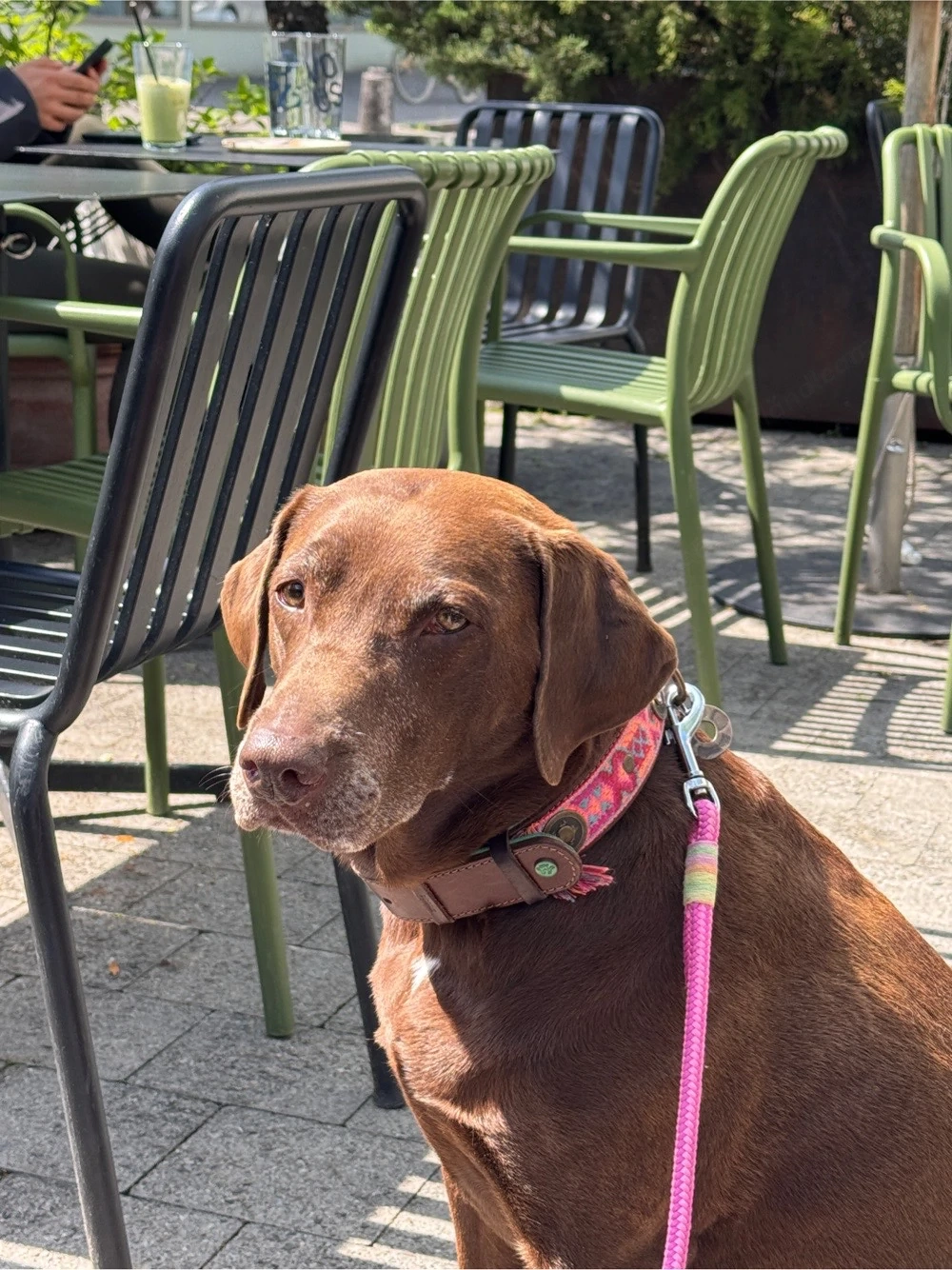 Hundesitter für Labbi Hündin (Dornbirn) gesucht! 