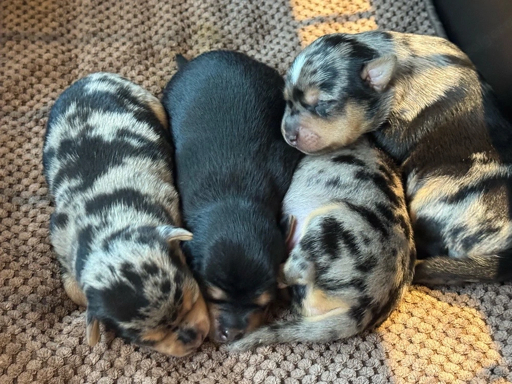 Hundewelpen