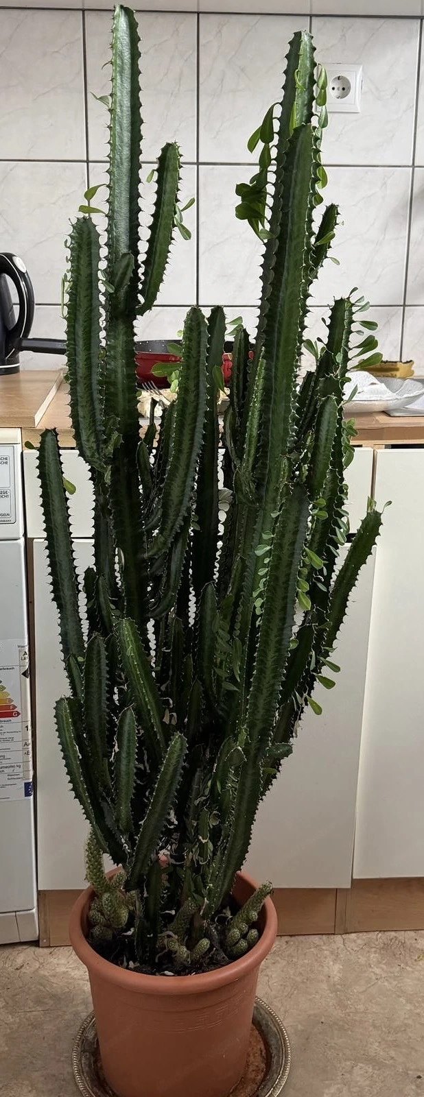 Kaktusähnliche Planze (afrikanischer Milchbaum) 